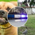 Devojčice napao čopor pasa kod Ćuprije - Komšinica drži njih 30 u dvorištu: Laju, reže i kidišu na ljude, svi u strahu