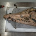 Praistorija: Pliosaurus, ogromno morsko čudovište, izniklo iz litica Dorseta