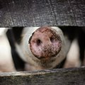 Afrička kuga desetkovala svinjski fond u Srbiji: Cene mesa astronomske
