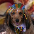 I psi imaju svoj karneval u Brazilu: Životinje u kostimima paradirale ulicama Rio de Žaneira
