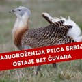 Ima ih samo 9 u celoj Srbiji! Jedino stanište velikih droplji ostalo bez čuvara zbog finansijskih problema