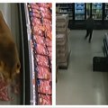 Divlji lav upao u prodavnicu, kupci ostali u šoku Nastao je potpuni haos (video)