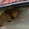 Lav ušetao u supermarket kao pravi car: Pogađate u koji deo se odmah uputio po namirnice