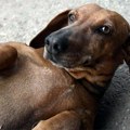 Vrućinu ne vole ni kućni ljubimci, kako ih rashladiti