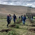 Nova akcija pošumljavanja na zlatiboru – zasađeno 1.300 sadnica
