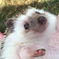 (Video) Snimak koji topi i najtvrđa srca! Jež se zaglavio u plastičnoj ambalaži, a onda je naišla grupa mladića: Sada njihov…