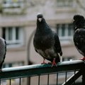 Kako da držite golubove podalje od terase pomoću sastojaka iz kuhinje