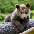 Miljanu neko godinama ostavlja mladunčad medveda na imanju: Zbog poslednjeg slučaja digla se cela javnost