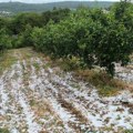 Nevreme sa gradom pogodilo Topolu, Raču i Aranđelovac: Velika šteta na usevima, usporen saobraćaj na autoputu (VIDEO)