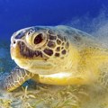 Na Adi Bojani otkriveno prvo gnezdo glavate morske kornjače na ovom području: Turisti se mole da im ne prilaze