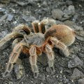 FOTO Preko hiljadu tarantula pronađeno u paketima keksa na aerodromu u Kelnu