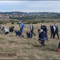 Pošumljavanje Zlatibora i seča šume u centru tog turističkog mesta
