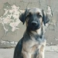 Pavle traži svoju porodicu i dom – Ne kupuj, udomi za ljubav