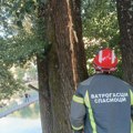 Grom rascepao topolu visoku 30 metara Dramatične posledice nevremena u Prijepolju: Komadi drveta leteli na sve strane…