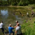 Riba spasena i iz Gornjeg Podunavlja, sledeća akcija u Koviljsko-petrovaradinskom ritu