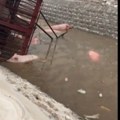 Kamion pun svinja se prevrnuo u ledenu reku Jezive scene, i on je probao da ih spasi, ali... (video)