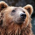 Novi incident sa medvedom u Slovačkoj: Par napadnut dok je šetao psa