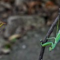 Azijske bogomojke stigle u Srbiju Biolog iz Zoo-vrta objasnio ovu neobičnu pojavu
