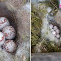 Srpkinja našla gnezdo na najneverovatnijem mestu: Evo koja ptica se uselila na njen posed i ostavila je u šoku