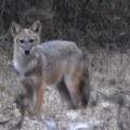 Oprez na obodima Beograda Šakal primećen u Barajevu, a stručnjaci navode da ih ima u mnogim beogradskim opštinama Evo šta…