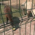 Niški „Zoo kutak“ pokrenuo program „Virtuelni udomitelj“