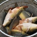 Dimljeni šaran se retko proba, a ukus se ne zaboravlja! U Bačkom Monoštoru čuvaju staru tajnu pripreme koja mu daje taj…