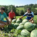 Na izgled je svaka ista, a unutra kako koja: Majstorovići iz Čačka otkrili kako da izaberete najslađu lubenicu