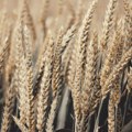 Robne rezerve otkupljuju 200.000 tona pšenice