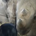 Masakr u zoo vrtu Ženka nosoroga napala čuvare, posetioci gledali kako je ubija