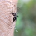 Evo kad i gde najčešće ubadaju komarci koji prenose virus Zapadnog Nila! Dr Drakulović daje preporuke zaštite od zaraznih…