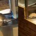 Da ti se smuči život! Dva pacova se goste u pekari u centru Beograda: Jedan šeta oko peciva, drugi čuva stražu za kasom…