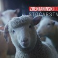 Smanjuje se stočni fond u našoj zemlji: Opao ukupan broj svinja, goveda, živine i ovaca