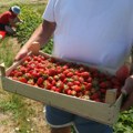 Sezonski problemi gazda u Pocerini: Dnevnica 5.000 dinara a berača sve manje