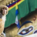 Nepal u velikom problemu: Umesto popisa ljudi moraju da popišu majmune