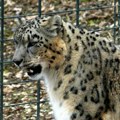 Devojčicu ujeo leopard u zoo vrtu Htela da se slika kako mazi životinju