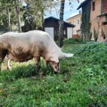 Afrička kuga desetkovala svinjski fond, cena prasadi dostigla 750 dinara za kg žive vage