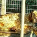 Nije šala! Vlasnik nudi 3.000 evra za psa nestalog kod Zaječara: "Ako ste ga ukrali, nećemo vas prijaviti" (foto)