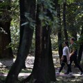 Ukupne štete u državnim šumama Srbije veće od 260.000 kubnih metara u 2023. godini