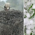 Grad nemilosrdno tuče, a majka širi krila da zaštiti svoje ptiće: Najtužnija slika iz Zaječara usred nevremena