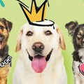 Festival koji okuplja ljubitelje pasa i ove godine na Kalemegdanu