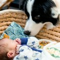 Istopićete se Pogledajte kako ovaj pas brine o bebi - nema pouzdanije bebisiterke