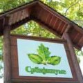 JP ''Srbija šume'': Besplatna drva za najugroženija domaćinstva