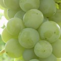 Inspekcija u Hrvatskoj upozorava: Na tržištu se nalazi grožđe iz Italije koje sadrži štetne hemikalije