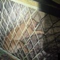 Spriječena ilegalna borba pasa na sjeveru BiH, uhapšeno 14 osoba