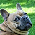 Sve više vlasnika napušta francuske buldoge i druge kratkonose pse