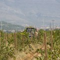 Teška godina za većinu trebinjskih vinogradara Manje grožđa, veće cene