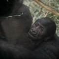 Čudo neviđeno: Rođena prva beba gorile na carski rez, naučnici u šoku - ne mogu da veruju koliko podseća na ljudski…