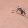 Potvrđen virus Zapadnog Nila u Srbiji, obolela žena iz Požarevca