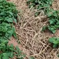 Krompir stradao, šljiva desetkovana: Niske temperature ostavile štetu na usevima i u voćnjacima u Srpskoj