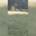 Ono što je doživeo retko se događa: Radovan sa Durmitora imao neverovatan susret sa opasnom životinjom (Foto)